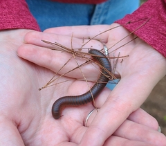 Narceus americanus