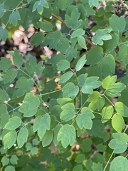 Thalictrum peninsulare