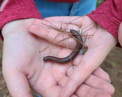 Narceus americanus