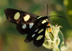 Androloma disparata
