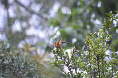 Aglaeactis cupripennis