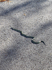 Lampropeltis holbrooki