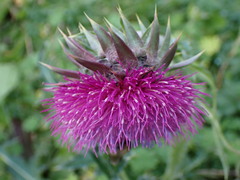 Carduus nutans