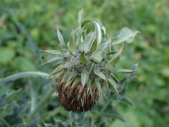 Carduus nutans