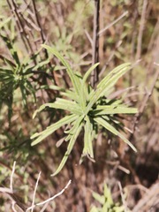 Aldama linearis