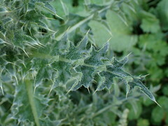 Carduus nutans