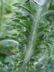 Carduus nutans