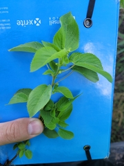 Acalypha ostryifolia