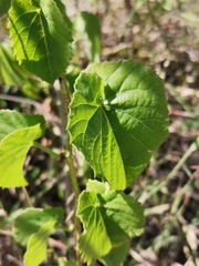 Cissus verticillata