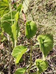Cissus verticillata