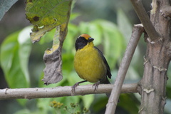 Atlapetes pallidinucha