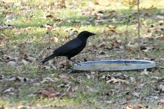 Corvus brachyrhynchos