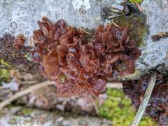 Phaeotremella foliacea