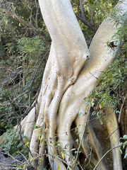 Ficus petiolaris palmeri