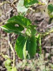 Cissus verticillata