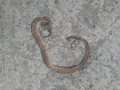Pareas carinatus