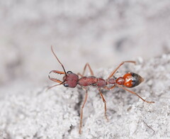 Myrmecia nigriscapa
