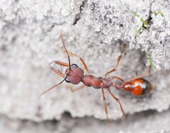 Myrmecia nigriscapa