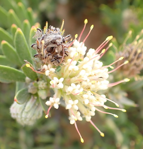 Image of Leucospermum royenifolium by (c) Nicola van Berkel, some rights reserved (CC BY-SA)