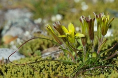Gagea bohemica
