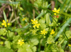 Ranunculus muricatus