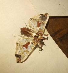Neoleucinodes elegantalis