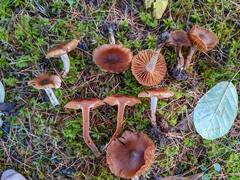 Cortinarius luridus