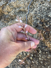Castilleja beldingii
