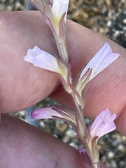 Castilleja beldingii