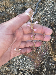 Castilleja beldingii