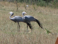 Anthropoides paradiseus