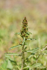 Gamochaeta americana