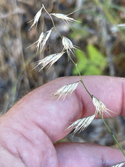 Bouteloua repens
