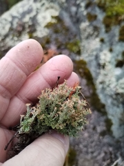 Cladonia crispata crispata