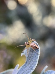 Oxyopes gracilipes