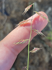 Bouteloua repens