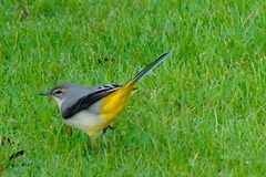Motacilla cinerea