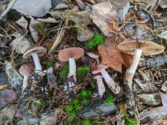 Cortinarius aptecohaerens