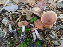 Cortinarius aptecohaerens