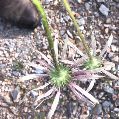 Echinacea pallida
