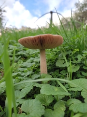 Volvopluteus gloiocephalus