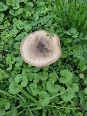 Volvopluteus gloiocephalus