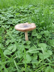 Volvopluteus gloiocephalus