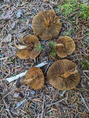 Cortinarius huronensis