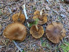 Cortinarius huronensis