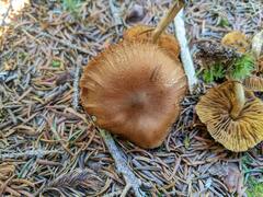 Cortinarius huronensis
