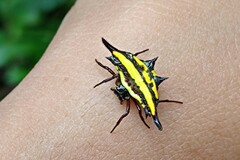 Gasteracantha