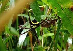 Argiope reinwardti