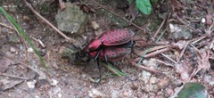 Carabus smaragdinus
