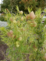 Gomphocarpus fruticosus